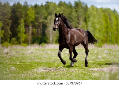 Beautiful Horse Running Outdoors