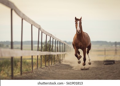 Beautiful Horse Running In The Stable