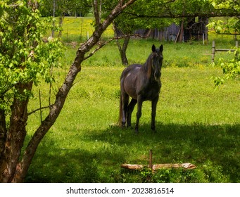 A beautiful horse stands in a shaded paster in rural Tennessee.