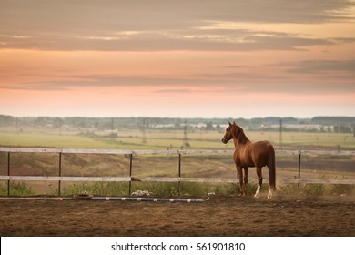 beautiful horse staying on stable at sunset - Shutterstock ID 561901810