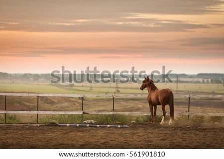 beautiful horse staying on stable at sunset