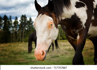 Horse Pink Nose Images, Stock Photos & Vectors | Shutterstock