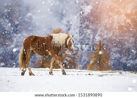 Beautiful horses in Alpe di Siusi, Italy-Dolomites, Alpes. 