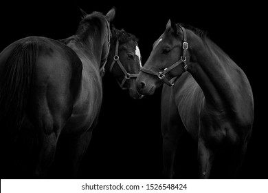 Beautiful horses with bridles stand together isolated on black background, black and white.