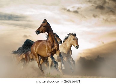 41,139 Wild mustang horses Images, Stock Photos & Vectors | Shutterstock