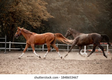 Beautiful Horses Galloping In The Arena