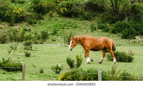 Beautiful horses grazing in lush green grass fields, capturing serene natural landscapes. Perfect for projects focusing on rural life, animal care, and outdoor serenity. - Powered by Shutterstock