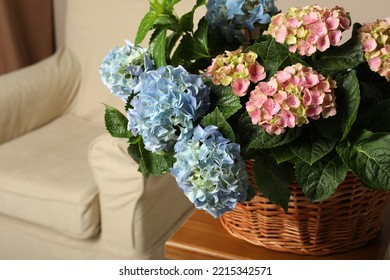 Beautiful Hortensia Flowers In Basket On Table Indoors