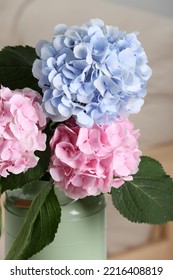 Beautiful Hortensia Flowers In Can Indoors, Closeup