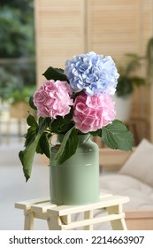 Beautiful Hortensia Flowers In Can On Stand Indoors