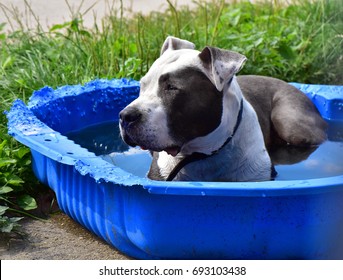 Beautiful Hot Dog Cooling Off In Kiddie Pool, Dog Tired Of Summer Heat Relax In Bitten Blue Baby Pool, A Dog Relaxing In Water On A Hot Summer Day