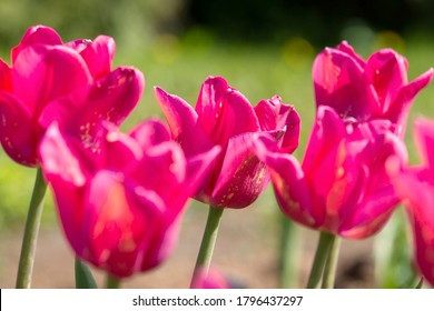 Beautiful Hot Pink Tulips, Summer Colorful Background .