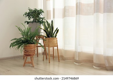 Beautiful houseplants near window in light room, space for text. Interior design - Shutterstock ID 2149746869