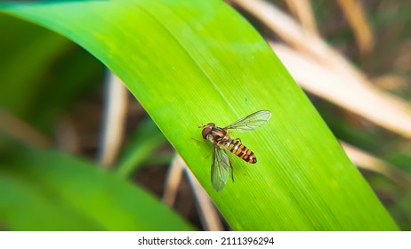 Beautiful hover fly resting on green leaf.
Hover flies, also called flower flies or syrphid flies, make up the insect family Syrphidae.