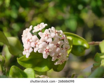 Beautiful Hoya Carnosa Flowers