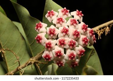 Beautiful Hoya Obovata