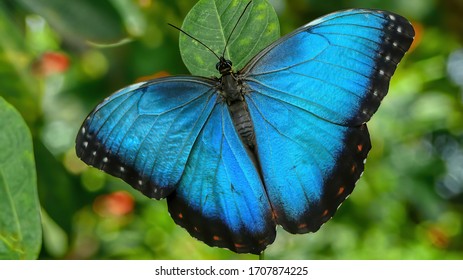 A Beautiful Huge Butterfly In The Jungle Of French Guyana In South America.