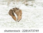  A beautiful, huge European Eagle Owl (Bubo bubo) in flight. Action wildlife scene from nature in the Netherlands. Snow  background.                                                       