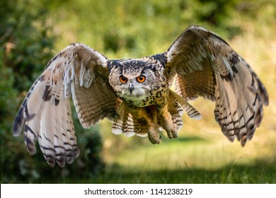 A beautiful, huge European Eagle Owl flying low over fields and trees