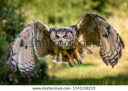 A beautiful, huge European Eagle Owl flying low over fields and trees