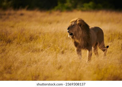 Beautiful and huge male lion (Panthera leo), a real king, walking majestically in the wild African bush. - Powered by Shutterstock