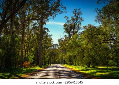 Beautiful Huge Tuart Trees. One Of A Kind In The World. A Number Of Tuart Forests Stretch Along This Part Of The Coast Line. Near Capel WA.