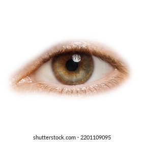 Beautiful Human Eye Isolated On White, Closeup