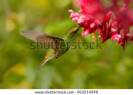 Beautiful hummingbird, Coppery-headed Emerald, Elvira cupreiceps, flying next to nice pink flower, sucking nectar in tropical wet forest, bird in the nature habitat, Costa Rica.
