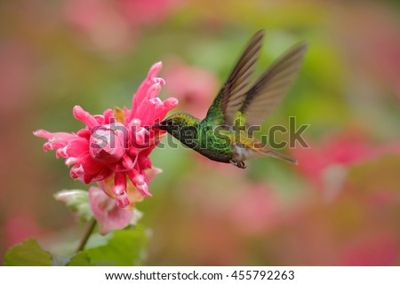 Beautiful hummingbird, Coppery-headed Emerald, Elvira cupreiceps, flying next to nice pink flower. Bird sucking nectar. Feeding scene from tropical wet forest, Costa Rica.