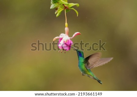 Beautiful hummingbird from Costa Rica Rain fores