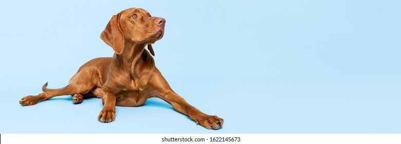 Beautiful hungarian vizsla dog full body studio portrait. Dog lying down and looking up over pastel blue background. Family dog banner. - Powered by Shutterstock