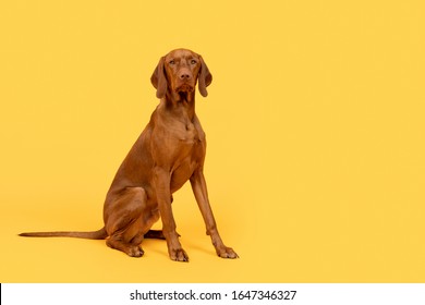 Beautiful hungarian vizsla dog full body studio portrait. Dog sitting and looking at camera, side view over bright yellow background.
