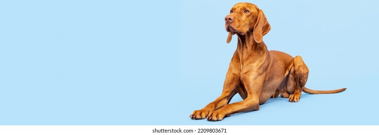 Beautiful Hungarian Vizsla Dog Full Body Studio Portrait. Dog Lying Down And Looking Up Over Pastel Blue Background. Family Dog Banner.	
