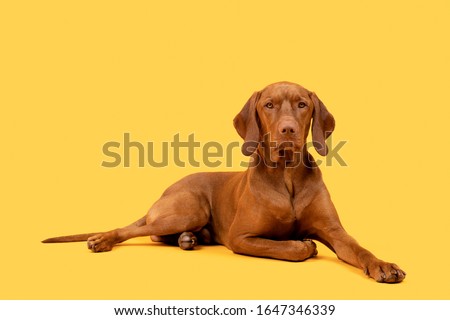 Beautiful hungarian vizsla dog full body studio portrait. Dog lying down and looking at camera over bright yellow background.