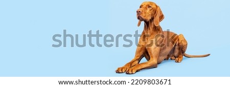 Beautiful hungarian vizsla dog full body studio portrait. Dog lying down and looking up over pastel blue background. Family dog banner.	
