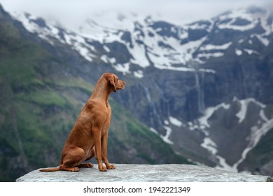 Beautiful Hungarian Vizsla dog in the mountains