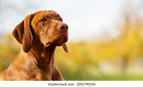 Schönes ungarische vizsla Hundeportrait. Vizsla Jagdhund liegt in einem Garten und sieht zur Seite. Hundehintergrund.