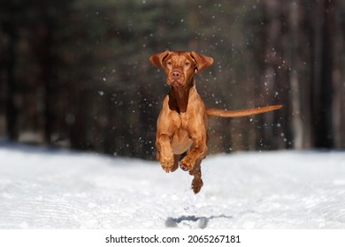 A beautiful Hungarian Vizsla dog runs through the winter forest