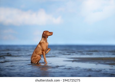 Beautiful Hungarian Vizsla dog sits in the water