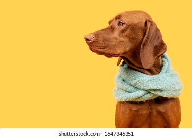 Beautiful hungarian vizsla dog wearing scarf side view studio portrait. Dog sitting and looking to the side over bright yellow background.