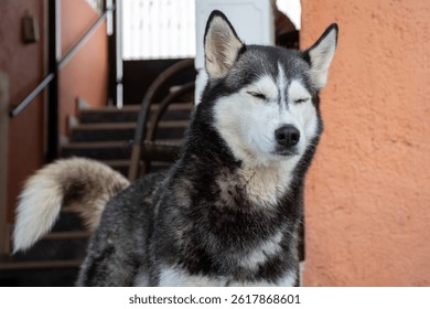A beautiful husky dog with black and white fur stands serenely with its eyes closed. Outdoors.