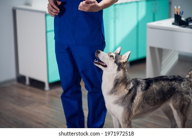 Funny Husky Stockfotos Bilder Und Fotografie Shutterstock