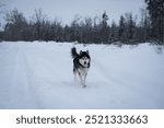 Beautiful husky dog runs in the snow in the winter forest.