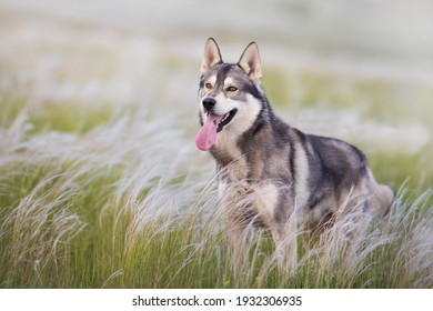 ハスキー犬 の画像 写真素材 ベクター画像 Shutterstock