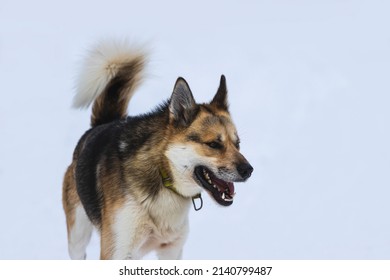 Beautiful Husky Sledge Dog In The Snow