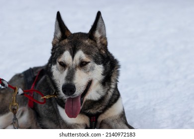 Beautiful Husky Sledge Dog In The Snow