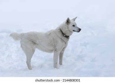 Beautiful Husky Sledge Dog In The Snow