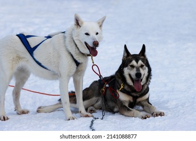 Beautiful Husky Sledge Dogs In The Snow 