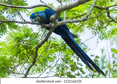 Beautiful Hyacinth Macaw (Anodorhynchus hyacinthinus) in the Brazilian wetland.