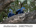 A beautiful hyacinth macaw sitting on a branch in the Pantanal in Brazil. The hyacinth macaw, or hyacinthine macaw, is a parrot native to central and eastern South America.